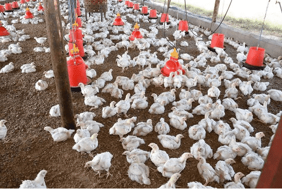 Even low levels of mycotoxins impact broiler performance