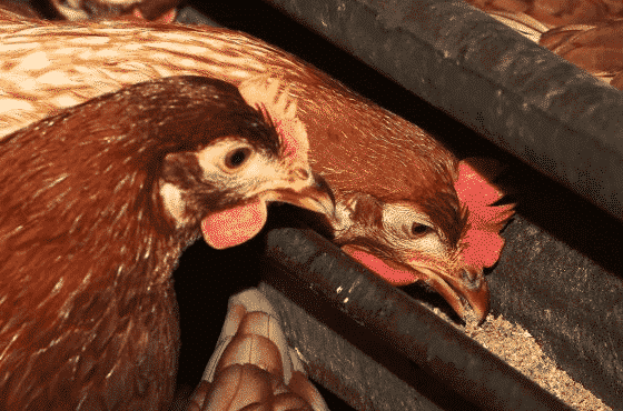 Rancidity of poultry feeds and ways of controlling it