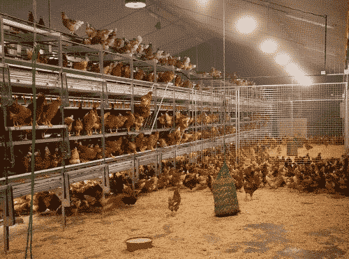 BRF switches to cage-free eggs