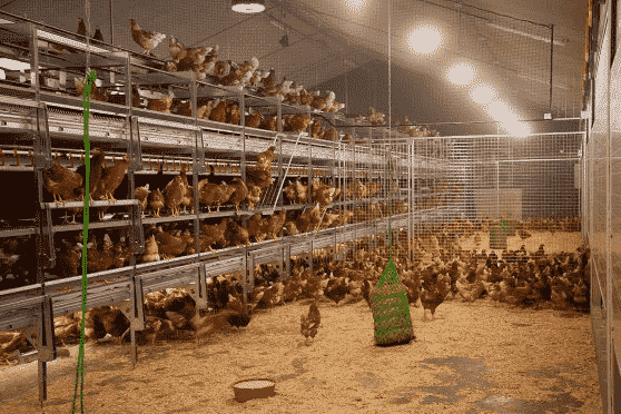 BRF switches to cage-free eggs