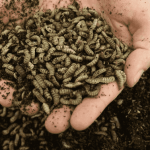 Reaching net zero through insect-based animal feed